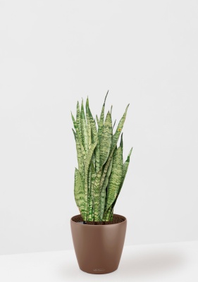 Сансевиерия Зейланика 21/70 см в CLASSICO COLOR 28, мускатный