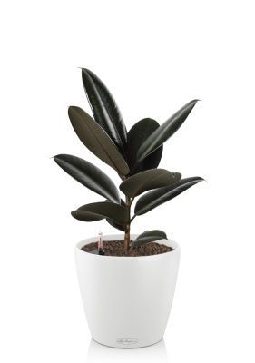 Фикус Эластика Абиджан 17/55 см в CLASSICO COLOR 21, белый Фикус Эластика Абиджан 17/55 см в CLASSICO COLOR 21, белый