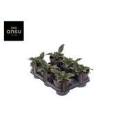 Сансевиерия Star Rose d12 см h20 см Сансевиерия Star Rose d12 см h20 см