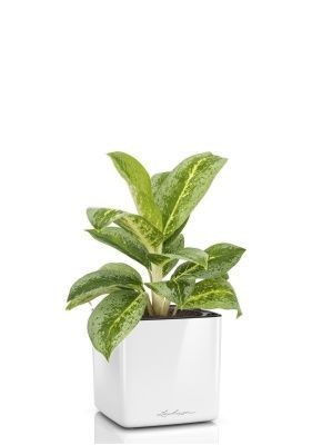 Аглаонема Лемон Минт в CUBE GLOSSY 14, белый блестящий