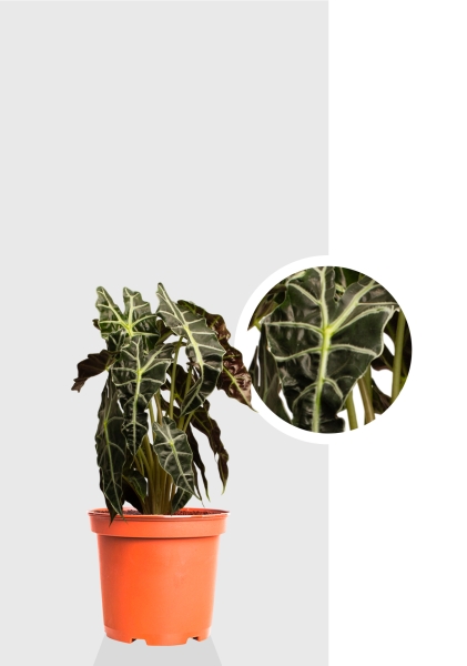 Алоказия Полли 17/50 см Алоказия Полли 17/50 см