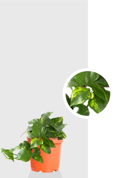 Сциндапсус Ауреум 12/20 см Сциндапсус Ауреум 12/20 см