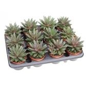 Эхеверия Izar d8.5 см h10 см Эхеверия Izar d8.5 см h10 см