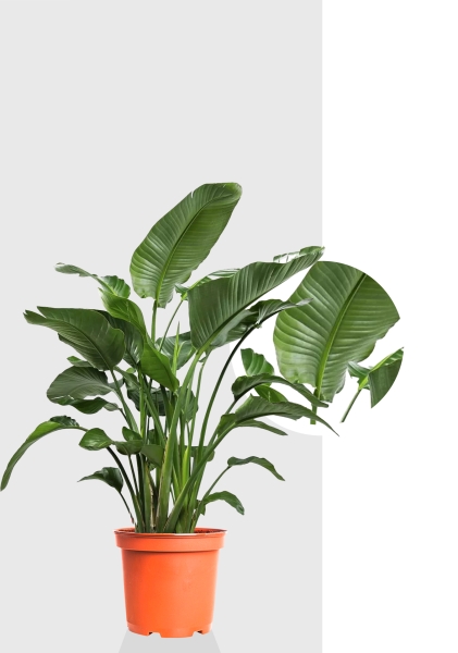 Стрелиция Николай 27/150 см