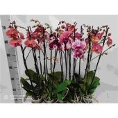 Фаленопсис 2 ствола Burgundy (phalaenova) d12 см h65 см