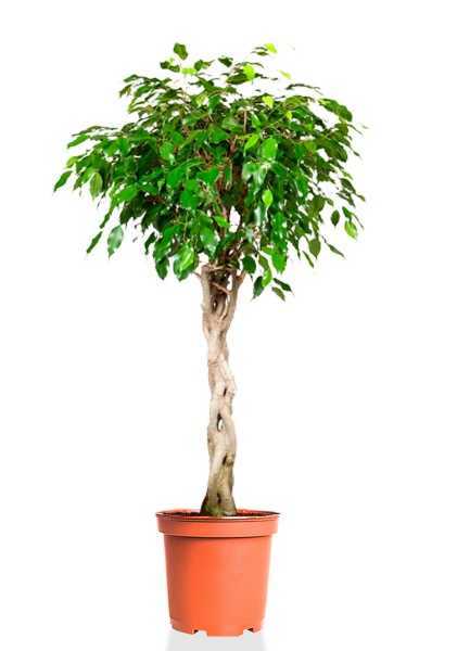 Фикус Бенджамина Экзотика переплетенный d30 см h140 см Фикус Бенджамина Экзотика переплетенный d30 см h140 см