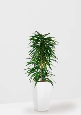 Фикус Али пирамида 24/120 см в CUBICO COLOR 30 Фикус Али пирамида 24/120 см в CUBICO COLOR 30