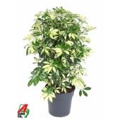 Шеффлера Тринити d27 см h90 см