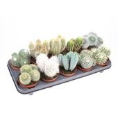 Кактус микс d10.5 см h15 см тип 2