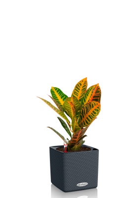 Кодиеум 13/30 см в CUBE COLOR 16