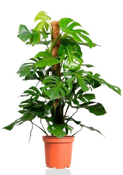 Монстера на опоре 27/150 см