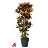 Кротон Кодиеум Миссис Айстон бранч d34 см h170 см тип 1
