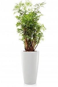 Полисциас в RONDO 32 Полисциас в RONDO 32