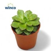 Эхеверия Аффинес d5.5 см h12.5 см