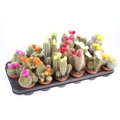 Кактусы с накладными цветами d8.5 см h15 см тип 2 Кактусы с накладными цветами d8.5 см h15 см тип 2