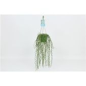 Хойя Linearis hangpot d14 см h50 см