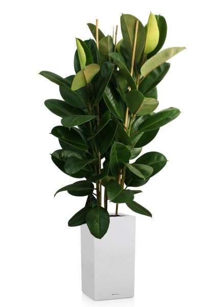 Фикус Эластика Робуста 3 ствола 35/160 см в CANTO STONE HIGH 40