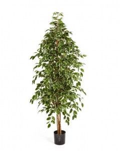 Фикус Бенджамина пёстрый натуральный