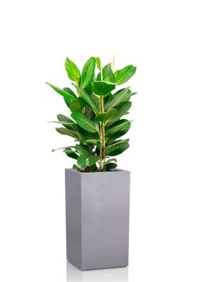 Фикус Бенгальский 3 ствола 27/90 см в CANTO STONE HIGH 30, серый камень