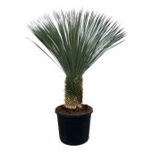 Юкка Рострата d65 см h180 см Юкка Рострата d65 см h180 см