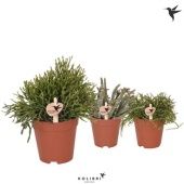 Рипсалис микс d9 см h15 см Рипсалис микс d9 см h15 см