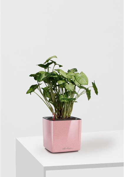 Сингониум Пикси 12/20 см в CUBE GLOSSY KISS 14