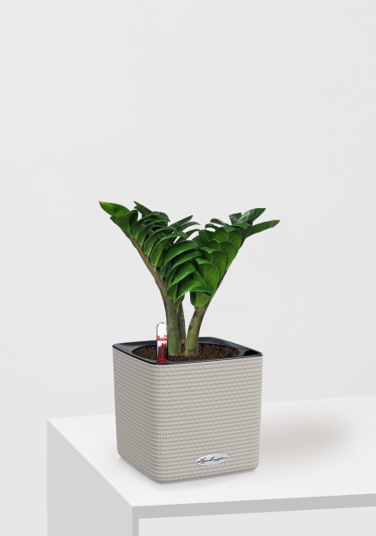 Замиокулькас Зензи 12/30 см в CUBE COLOR 14