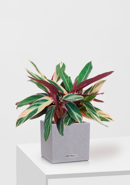 Строманта 12/40 см в CANTO STONE 14