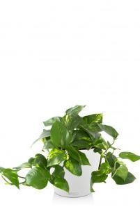 Сциндапсус CLASSICO COLOR 21/45 см Белый Сциндапсус CLASSICO COLOR 21/45 см Белый