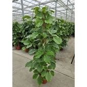 Тетрастигма Voinierianum Piramide d27 см h150 см