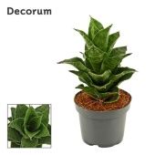 Сансевиерия Mahanakorn (decorum) d9 см h18 см