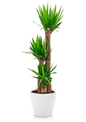 Юкка 3 ствола 31/160 см в CLASSICO LS 43, белый блестящий