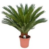 Цикас Революта 30+ листьев d32 см h110 см