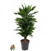Драцена Джанет Линд бранч разветвленная d24 см h120 см