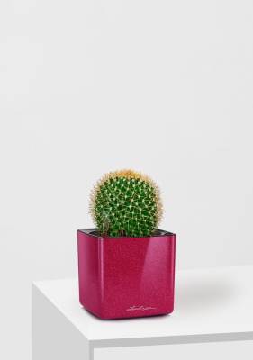 Кактус Маммиллярия Полителе 12/20 см в CUBE GLOSSY KISS 14, вишнево-розовый блестящий Кактус Маммиллярия Полителе 12/20 см в CUBE GLOSSY KISS 14, вишнево-розовый блестящий