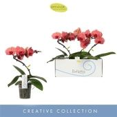 Фаленопсис 1 ствол Балетто Orange d12 см h45 см Фаленопсис 1 ствол Балетто Orange d12 см h45 см