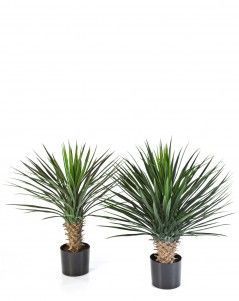 Юкка Рострата куст