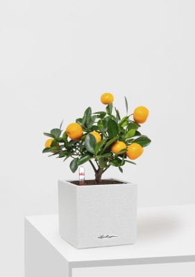 Цитрус Каламондин 12/30 см в CANTO STONE 14, песочный белый