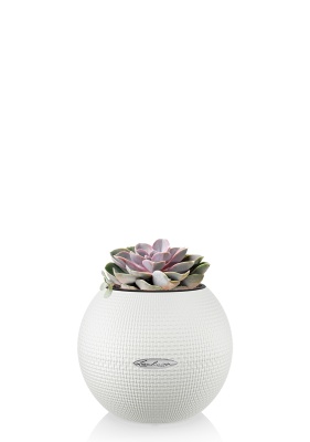 Эхеверия цветной микс 9/15 см в PURO 20