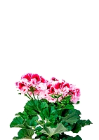 Пеларгония Грандифлора 12/25 см в OJO