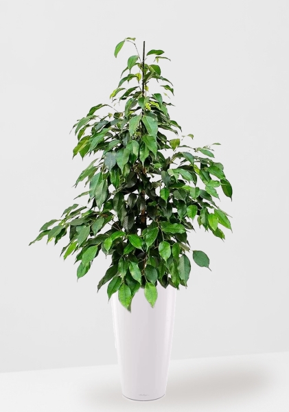 Фикус Бенджамина Экзотика 27/150 см в RONDO 32 Фикус Бенджамина Экзотика 27/150 см в RONDO 32