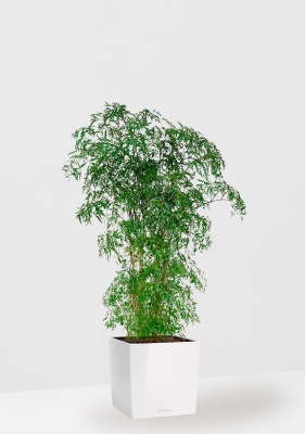 Полисциас Фрутикоза 27/140 см в CUBE 30 Полисциас Фрутикоза 27/140 см в CUBE 30