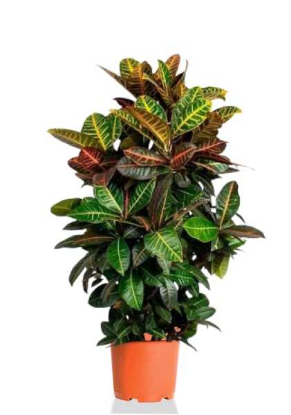 Кротон Кодиеум Петра бранч d24 см h100 см