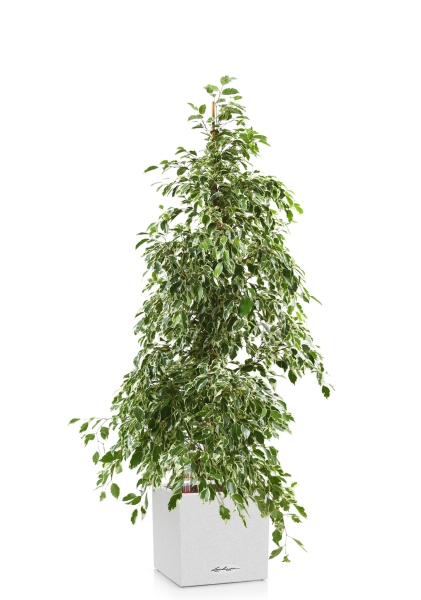 Фикус Бенджамина Голден Кинг пирамида 27/140 см см в CANTO STONE LOW 30