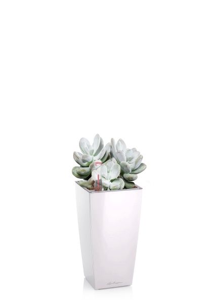 Пахифитум 9/15 см в MINI CUBI