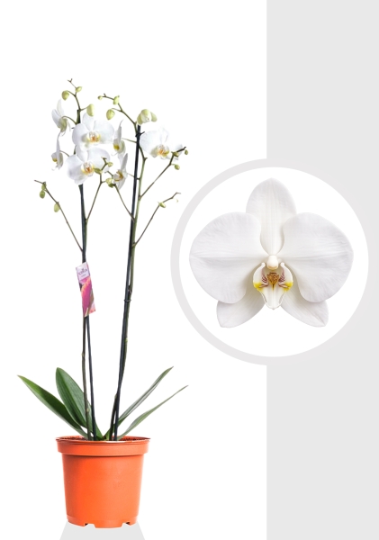 Орхидея Фаленопсис микс 2 ствола 12/60 см