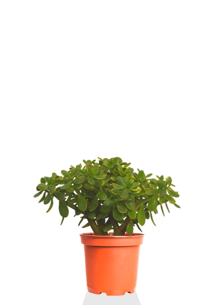 Крассула Овата Сансет 29/45 см