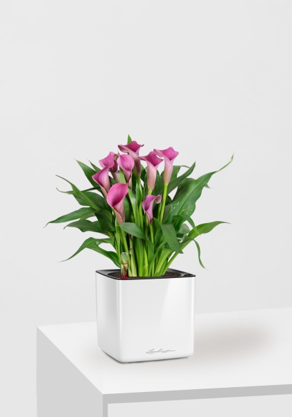 Калла розовая 12/35 см в CUBE GLOSSY 14