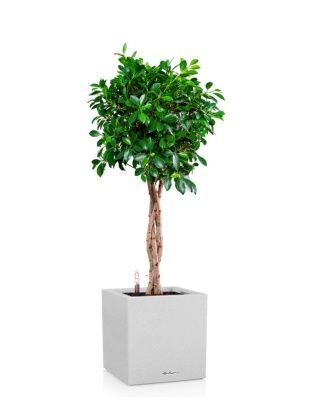 Фикус Нитида переплетенный 23/110 см в CANTO STONE LOW 30, песочный белый Фикус Нитида переплетенный 23/110 см в CANTO STONE LOW 30, песочный белый