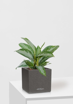 Аглаонема Сильвер Бей 12/35 см в CANTO STONE 14